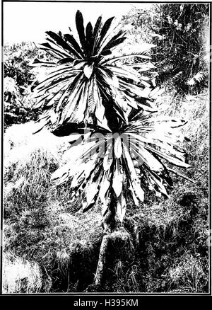 The indigenous trees of the Hawaiian Islands (1913) (2073299 Stock Photo