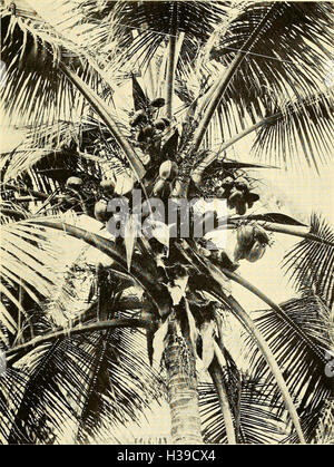 Tropical agriculture; the climate, soils, cultural methods, crops, live stock, commercial importance and opportunities of the tropics (1916) (1458319 Stock Photo