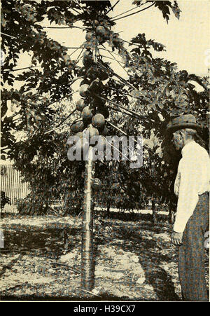 Tropical agriculture; the climate, soils, cultural methods, crops, live stock, commercial importance and opportunities of the tropics (1916) (1476990 Stock Photo