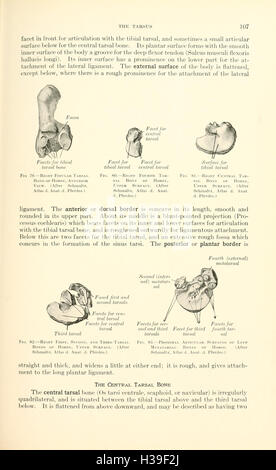 This textbook covers the detailed anatomy of animals, focusing on the ...