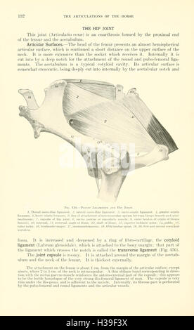 Veterinary Structure An educational text on veterinary anatomy, focusing on the structure ...