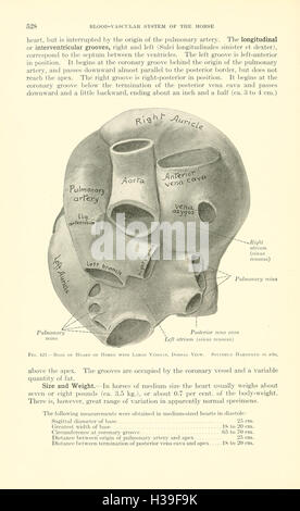 Veterinary Structure A page from 'A Textbook of Veterinary Anatomy' offering detailed ...