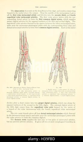 Veterinary Structure A comprehensive textbook detailing veterinary anatomy, focusing on the ...