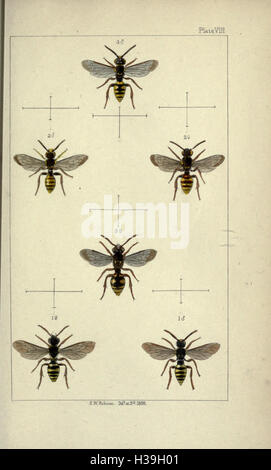 British bees- an introduction to the study of the natural history and economy of the bees indigenous to the British Isles BHL190 Stock Photo