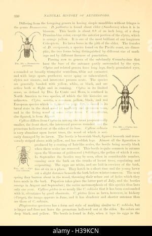 A study of the Coleoptera order, documenting various beetle species ...