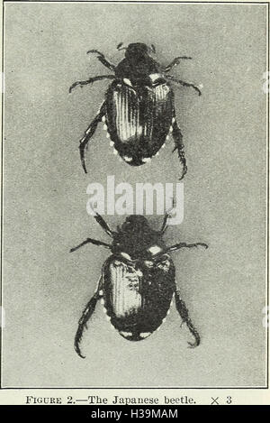 Control of the Japanese beetle on fruit and shade trees (1932) (2050420 Stock Photo