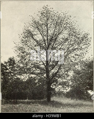 Control of the Japanese beetle on fruit and shade trees (1936) (2069215 Stock Photo