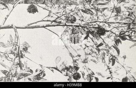 Control of the Japanese beetle on fruit and shade trees (1938) (2066589 Stock Photo