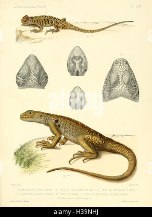 Description des reptiles nouveaux ou imparfaitement connus de la collection du Muséum d'histoire naturelle et remarques sur la classification et les caractères des reptiles (Plate XXII) BHL40