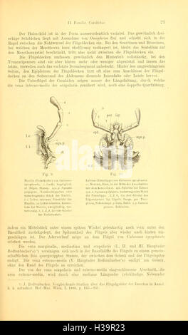 Die Käfer von Mitteleuropa (Page 21) BHL93 Stock Photo