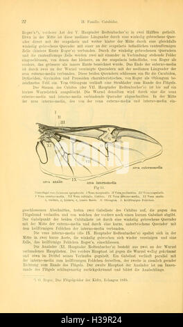 Die Käfer von Mitteleuropa (Page 22) BHL93 Stock Photo