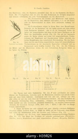 Die Käfer von Mitteleuropa (Page 24) BHL93 Stock Photo