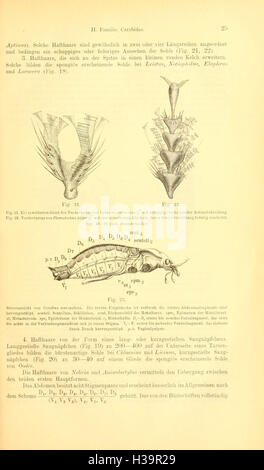 Die Käfer von Mitteleuropa (Page 25) BHL93 Stock Photo