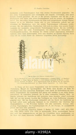 Die Käfer von Mitteleuropa (Page 26) BHL93 Stock Photo