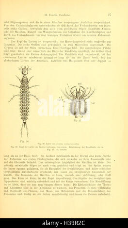 Die Käfer von Mitteleuropa (Page 27) BHL93 Stock Photo