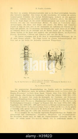 Die Käfer von Mitteleuropa (Page 28) BHL93 Stock Photo