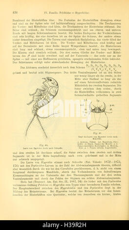 Die Käfer von Mitteleuropa (Page 436) BHL93 Stock Photo