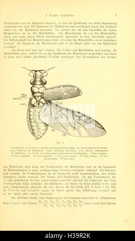 Die Käfer von Mitteleuropa (Page 7) BHL93 Stock Photo