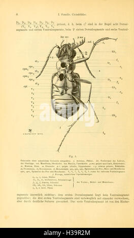 Die Käfer von Mitteleuropa (Page 8) BHL93 Stock Photo