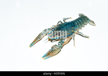 alive crayfish isolated on white background, live crayfish closeup, fresh crayfish. Boiled red crayfishes on a white dish. Broth Stock Photo