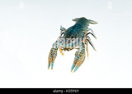 alive crayfish isolated on white background, live crayfish closeup, fresh crayfish. Boiled red crayfishes on a white dish. Broth Stock Photo