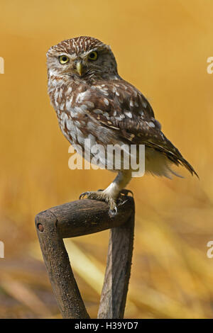 wild Adult Male Little Owl perched on spade handle East Yorkshire Stock Photo