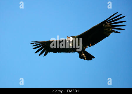 MAle Andean condor in flight Stock Photo