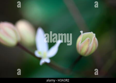 clematis flower bud opening - emergence of life Jane Ann Butler Photography JABP1643 Stock Photo