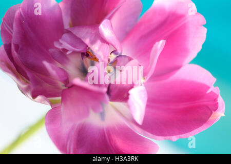 emerging pink parrot tulip - new life Jane Ann Butler Photography JABP1634