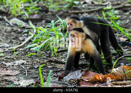 A pair of white faced capuchin show their agression towards another member of the family on the forest floor in Guanacaste, Cost Stock Photo