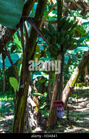 Square banana tree seen in Finca Verde on the edge of a Costa Rican rainforest. Stock Photo