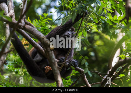 An adult howler monkey sits in a tree reaching out for fresh leaves in Guanacaste, Costa Rica. Stock Photo