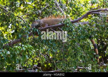 An orange coloured green iguana trails it's tail as it lays on a branch in the Palo Verde National Park, Costa Rica. Stock Photo