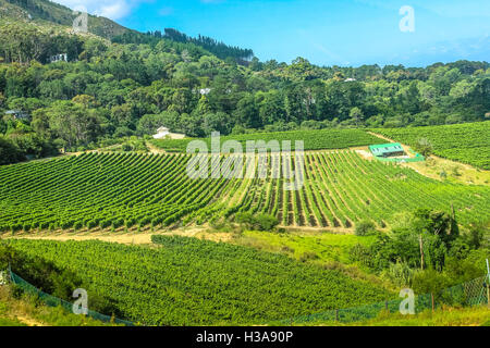 Constantia Wine Valley Stock Photo