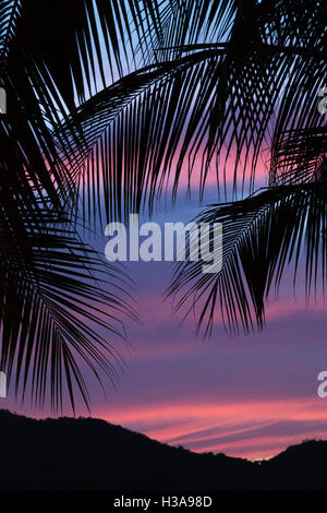 Palm leaves silhouetted against the purple & pinky twilight skies on the coast of Costa Rica. Stock Photo