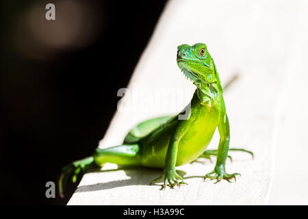 A juvenile Green Iguana basks on a concrete wall of our hotel in Costa Rica. Stock Photo