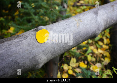 Yellow aspen leaf on log in autumn forest Stock Photo