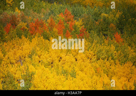 Red gold and green autumn colors on aspen trees in Colorado San Juan National Forest Stock Photo