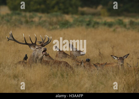 A bellowing Red Deer Stag (Cervus elaphus) surrounded by its hinds sitting in the grass with a Jackdaw bird sitting on its back. Stock Photo