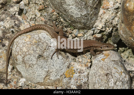 A Wall Lizard (Podarcis muralis)  sunbathing on the fort wall at Shoreham-by-sea . Stock Photo