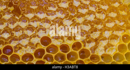 Background texture and pattern of a section of wax honeycomb from a bee hive filled with golden honey Stock Photo