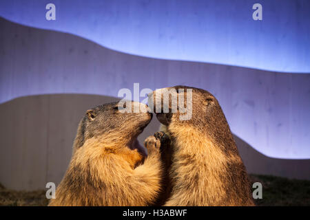Two stuffed Alpine Marmot (Marmota marmota). Haus der Berge. Berchtesgaden National Park. Upper Bavaria. Germany.