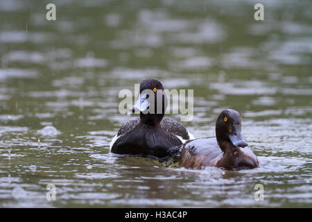 Tufted Duck (Aythya fuligula) pair swimming. Hintersee lake. Upper Bavaria. Germany. Stock Photo