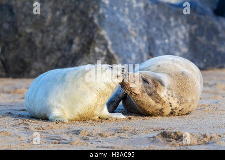 A Grey seal pup still in white natal fur is groomed by its mum on the beach, North Sea coast, Norfolk, England Stock Photo