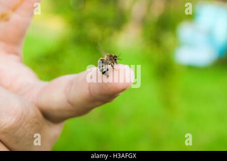 Close up view of the Bee stinging in the human finger of the hand. Some people develop acute allergic reactions to bee stings. Stock Photo