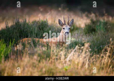 a roe deer buck Stock Photo