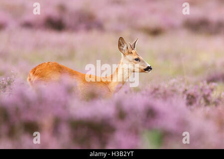 A roe deer in a field of heather Stock Photo