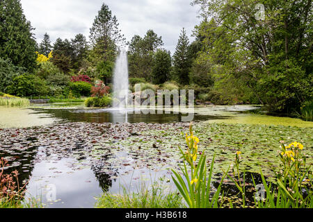 Green Lily Pads with Blooms in a Garden Lake Stock Photo