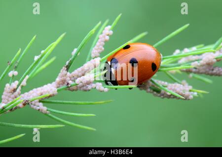 Ladybird feeding on moth eggs Stock Photo