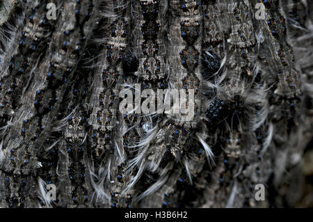 Group of hairy caterpillars on tree trunk, St Lucia, South Africa Stock